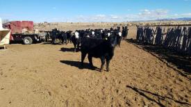 Gallacher Land & Cattle Bull