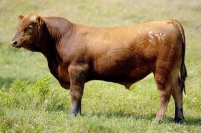 Image of a brown bull at Boomhower Ranch