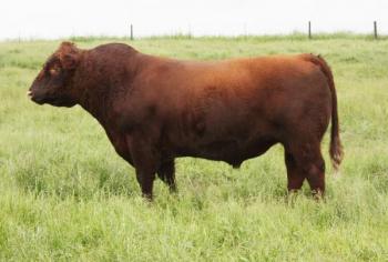 Reference Sire JSF Marquis