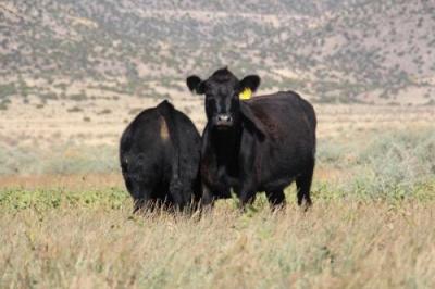 Image of black cows at Diamond G Ranch