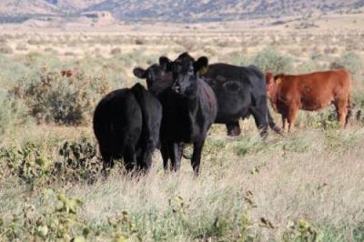 Image of black and brown cows at Diamond G Ranch
