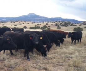 Image of Salazar Ranches Cattle