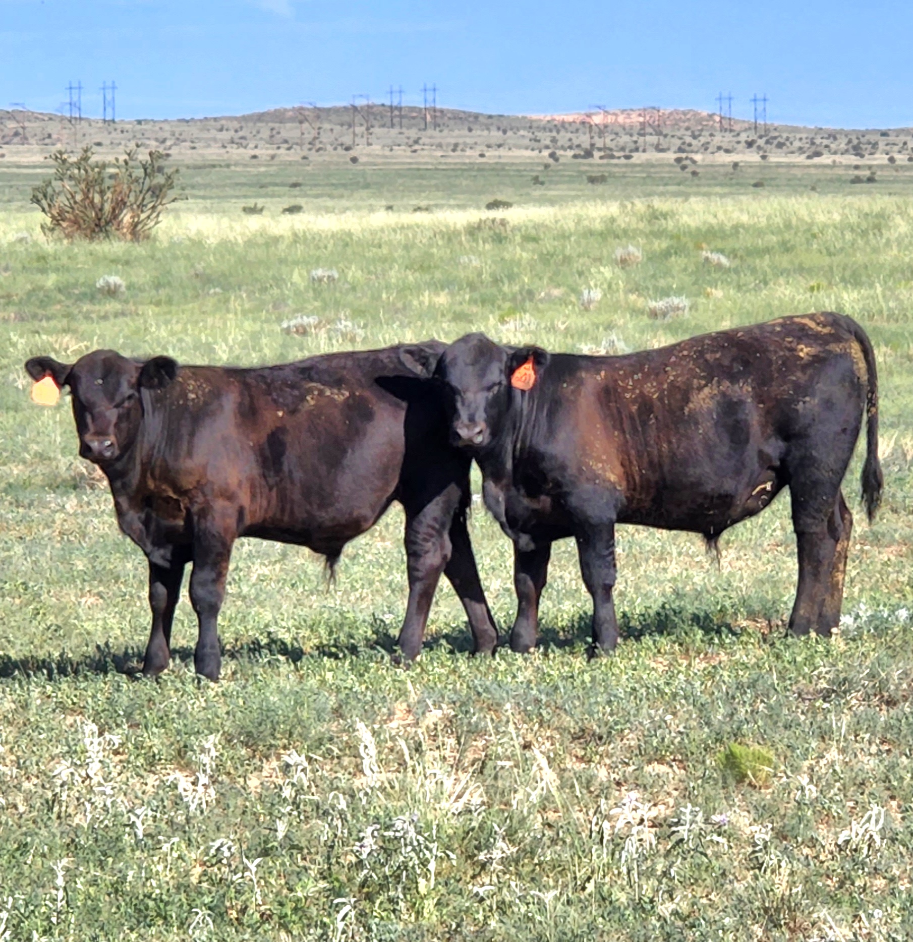 Image of Joshua DeLoris cattle