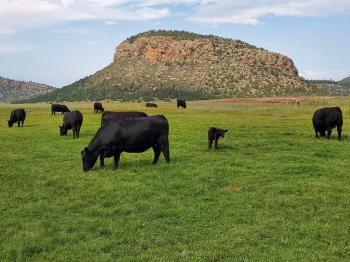 Rock Wall Ranch cows in pasture
