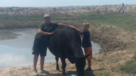 Two boys and angus cattle from Riverside Angus