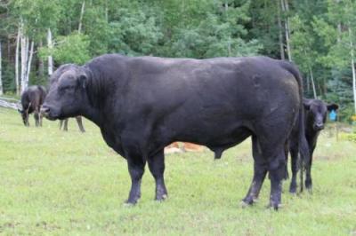 Image of a black bull at Triple As Ranch